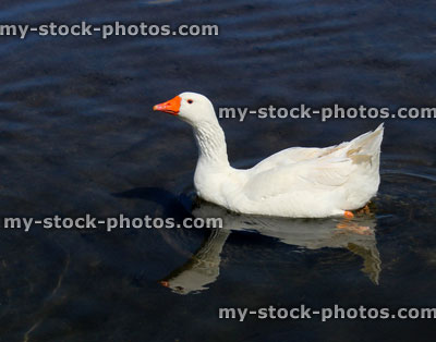 Stock image of white domestic goose on farm, swimming in river