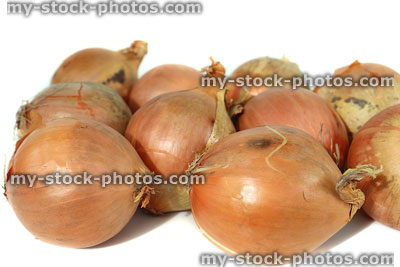 Stock image of dried white onions, plain background, freshly harvested vegetables