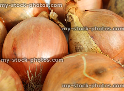 Stock image of dried white onions, plain background, orange skins peeling
