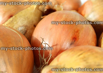 Stock image of white onions, plain background, dried roots, stalks, skins