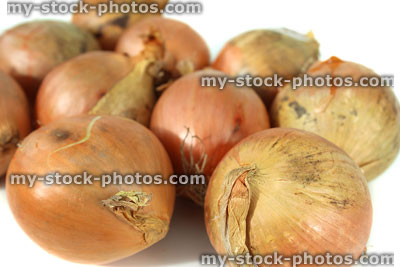 Stock image of dried white onions, plain background, supermarket veg