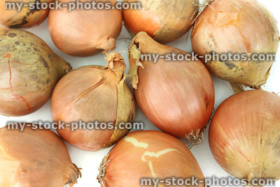 Stock image of dried white onions, white background, freshly dug vegetables