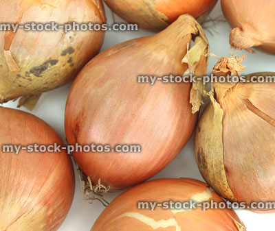 Stock image of dried white onions, white background, fresh raw vegetables