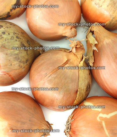 Stock image of dried white onions, white background, fresh vegetables, peeling skins