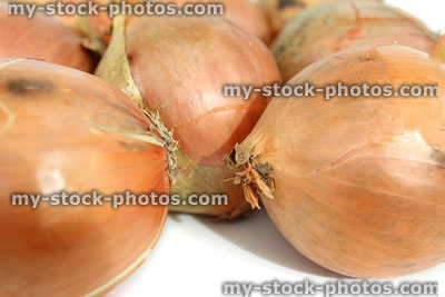 Stock image of dried white onions, white background, farm shop vegetables