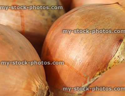 Stock image of dried white onions, white background, fresh farm vegetables