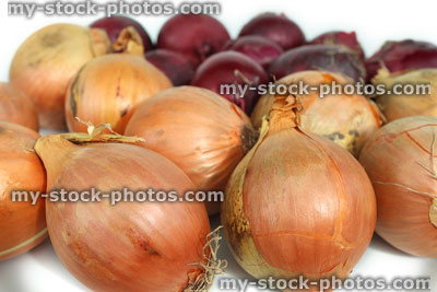Stock image of white and red onions sold / dried, farm shop
