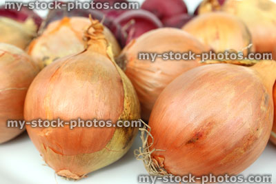 Stock image of dried white and red onions, freshly dug / harvested