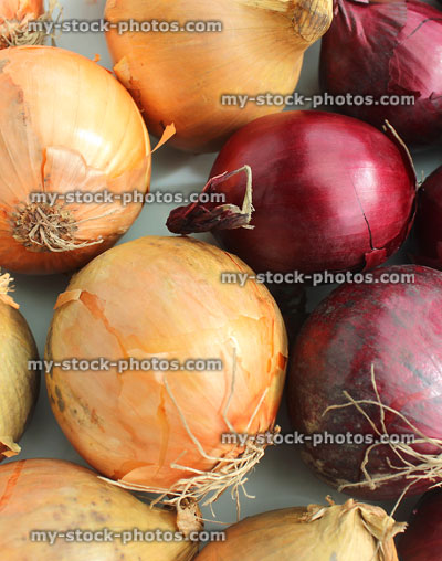 Stock image of white and red onions, group at farm shop