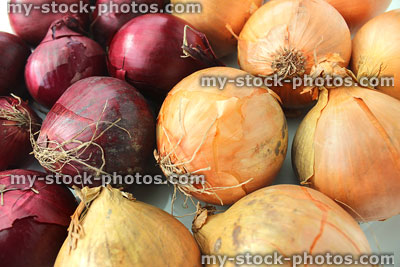 Stock image of white and red onions sold as farm shop produce