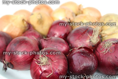 Stock image of white and red onions sold at farm shop / supermarket