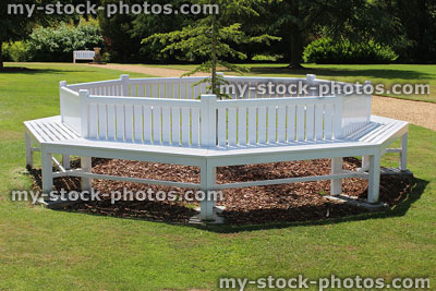 Stock image of white tree seat bench on lawn, around cedar tree