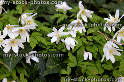 Stock image of white flowers of wild woodland anemones (close up)