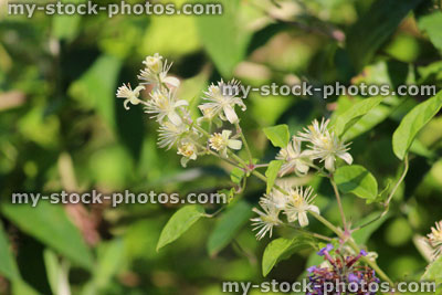 Stock image of white wild clematis flowers growing in hedgerow, flowering