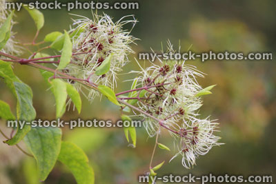Stock image of white wild clematis flowers growing in hedgerow, flowering