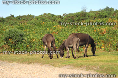 Stock image of group of wild donkeys in countryside field, animals roaming free, New Forest