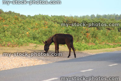 Stock image of wild donkey crossing road, animals roaming free in countryside, New Forest