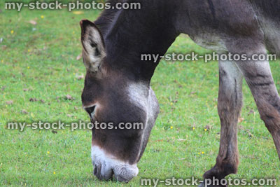 Stock image of wild donkey in countryside field, feeding, grazing, animals roaming free, New Forest