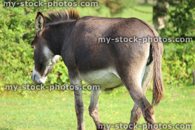 Stock image of wild donkey in countryside field, feeding, grazing, animals roaming free, New Forest