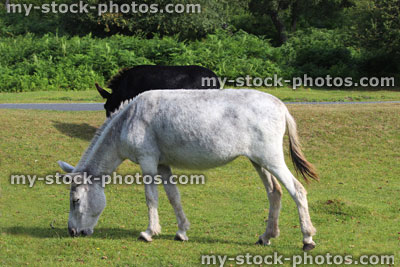 Stock image of brown and white donkeys in countryside, wild animals roaming free, New Forest