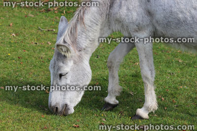 Stock image of white donkeys in countryside field, wild animals roaming free, New Forest
