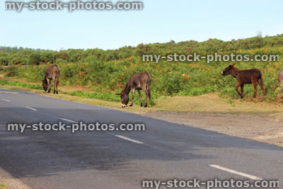 Stock image of group of wild donkeys in countryside field, animals crossing road, New Forest