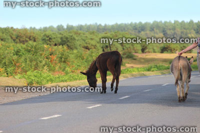 Stock image of group of wild donkeys in countryside field, animals roaming free, New Forest