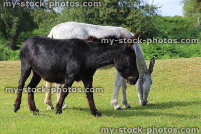 Stock image of black and white donkeys in countryside field, animals roaming free, New Forest