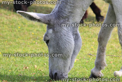 Stock image of white donkey in countryside field, feeding, grazing, animals roaming free, New Forest