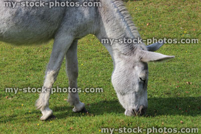 Stock image of white donkey in countryside field, wild animals roaming free, New Forest