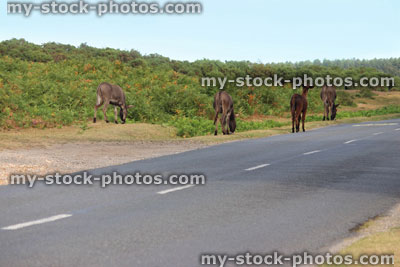 Stock image of group of wild donkeys in countryside field, animals crossing road, New Forest