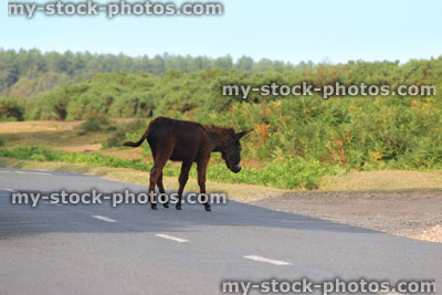 Stock image of wild donkeys crossing road, animals roaming free in countryside, New Forest