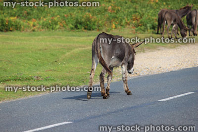 Stock image of wild donkeys crossing road, animals roaming free in countryside, New Forest