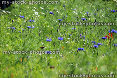 Stock image of garden border filled with annual wild flowers / blue cornflowers, daisies