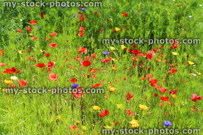 Stock image of garden border filled with annual wild flowers / red poppies, blue cornflowers