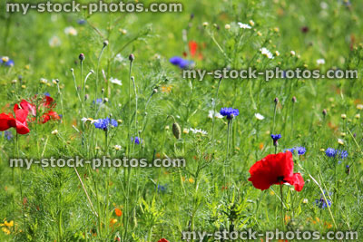 Stock image of garden border filled with annual wild flowers / red poppies, cornflowers