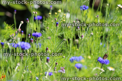 Stock image of garden border filled with colourful wild flowers / blue cornflower