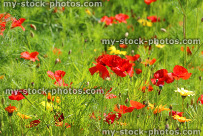Stock image of garden border filled with colourful wild flowers / red poppies