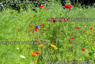 Stock image of garden border filled with colourful wild flowers / wildflower meadow