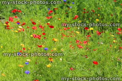 Stock image of garden border filled with annual wild flowers / red poppies, marigolds