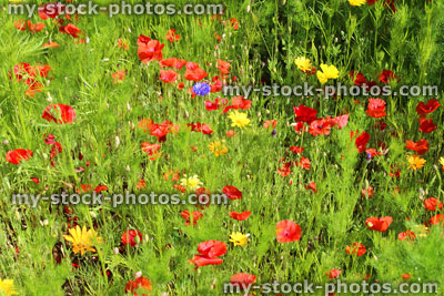 Stock image of garden border filled with colourful wild flowers / red poppies, marigolds