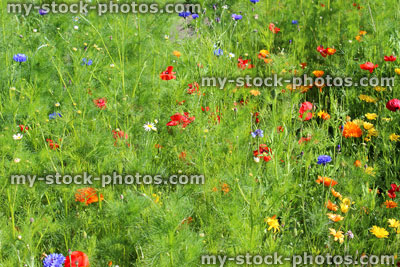 Stock image of garden border filled with colourful wild flowers / wildflower meadow