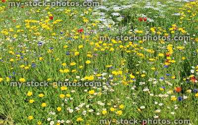 Stock image of garden border filled with annual wild flowers / wildflower meadow