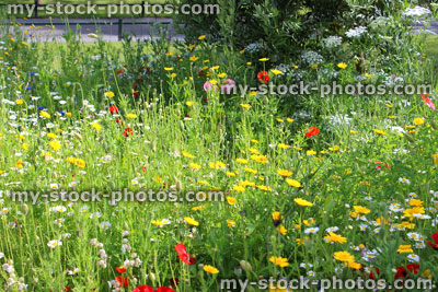 Stock image of garden border filled with annual wild flowers / wildflower meadow