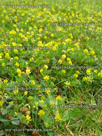 Stock image of garden lawn with yellow suckling clover (lesser trefoil)