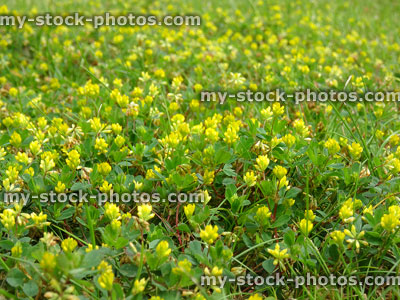 Stock image of weedy lawn covered with yellow suckling clover (lesser trefoil)