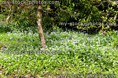 Stock image of wild garlic flowers and leaves (alliums / ramsons) in woodland