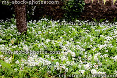 Stock image of wild garlic flowers in woodland, growing beneath trees