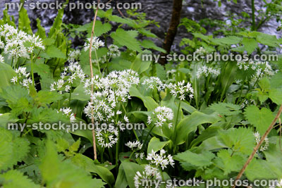 Stock image of wild garlic in flower, growing in countryside by stinging nettles