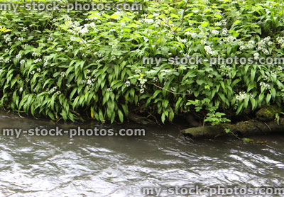 Stock image of wild garlic in flower, growing next to countryside stream